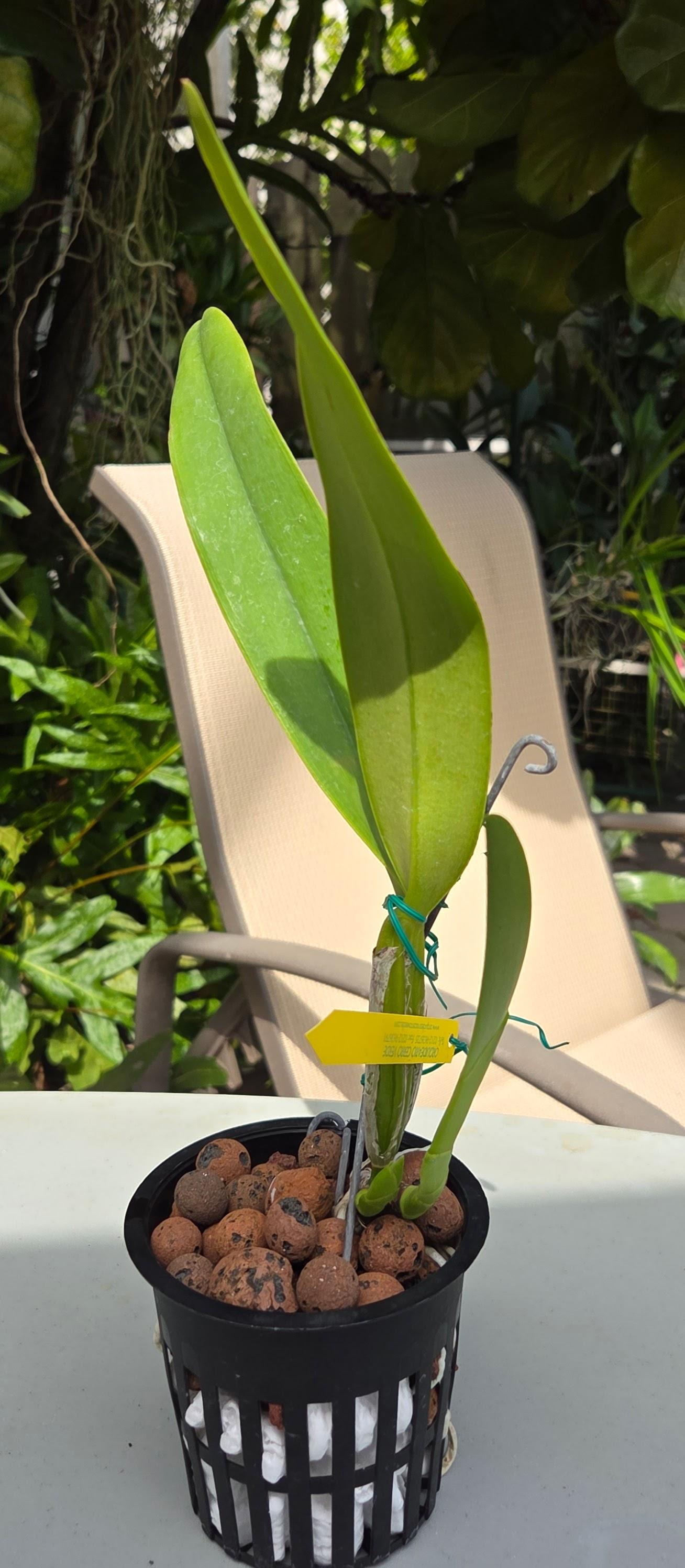 Cattleya trianae 'Ivo Perfection' – Image 2