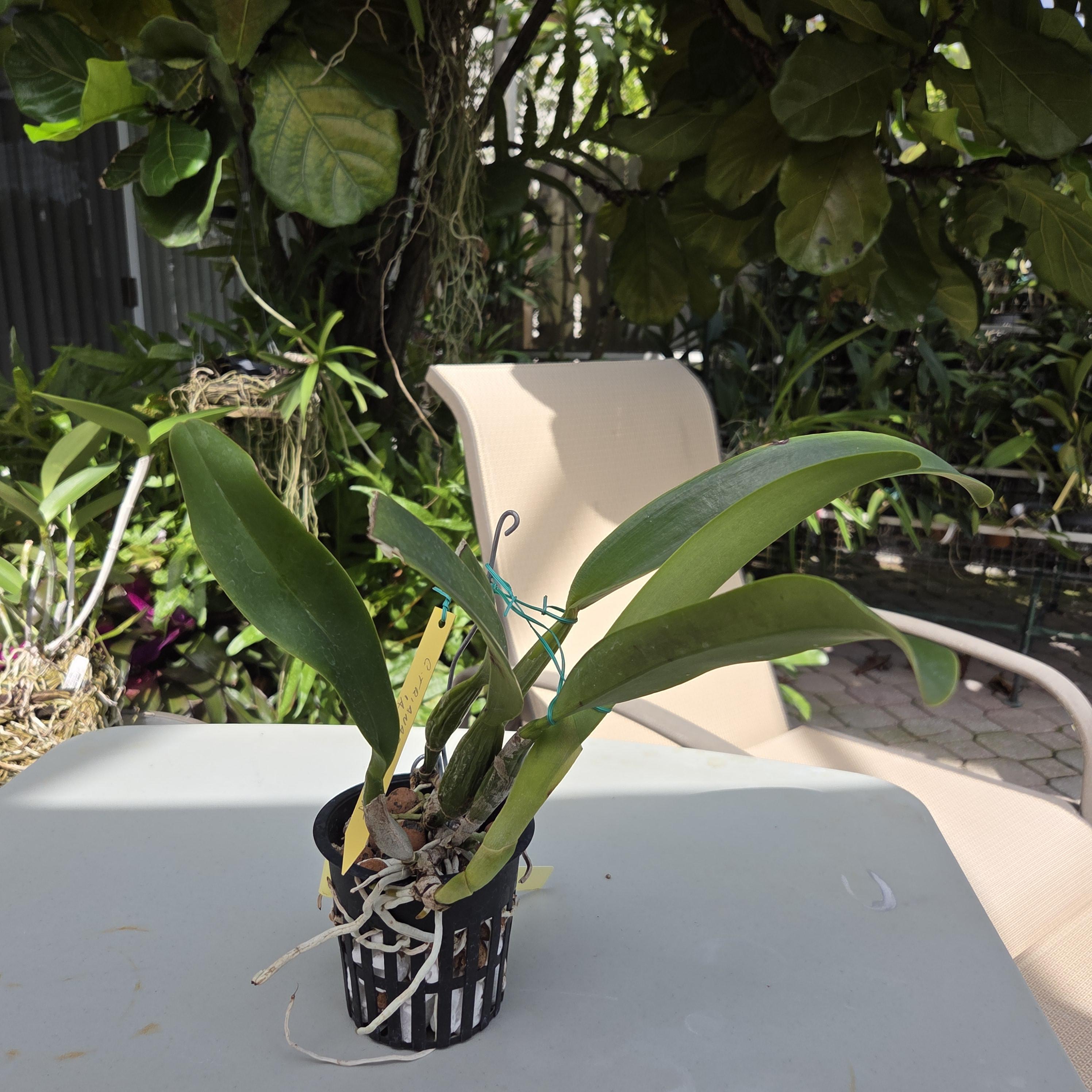 Cattleya trianae 'Arapaima' – Image 3