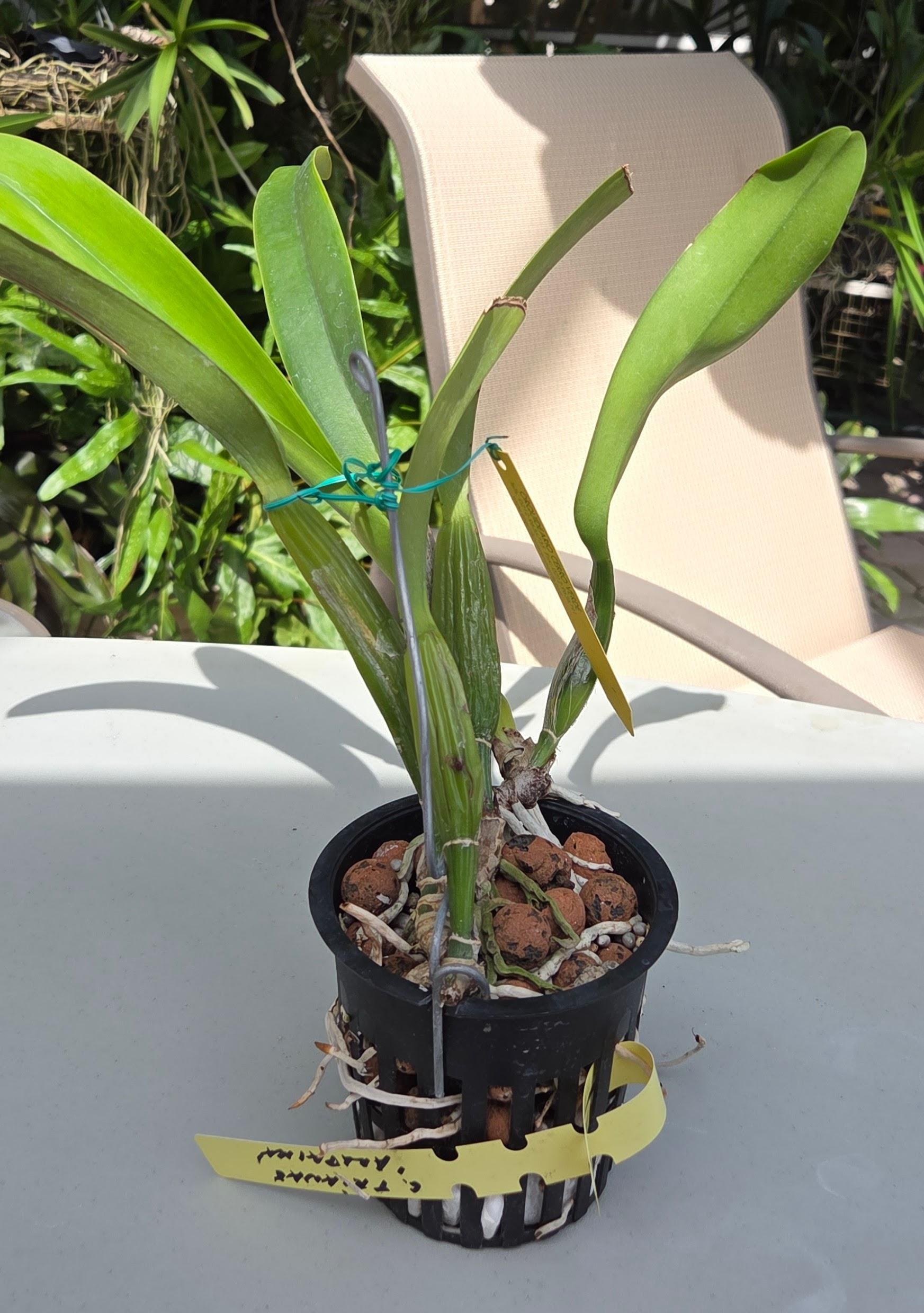Cattleya trianae 'Arapaima' – Image 2