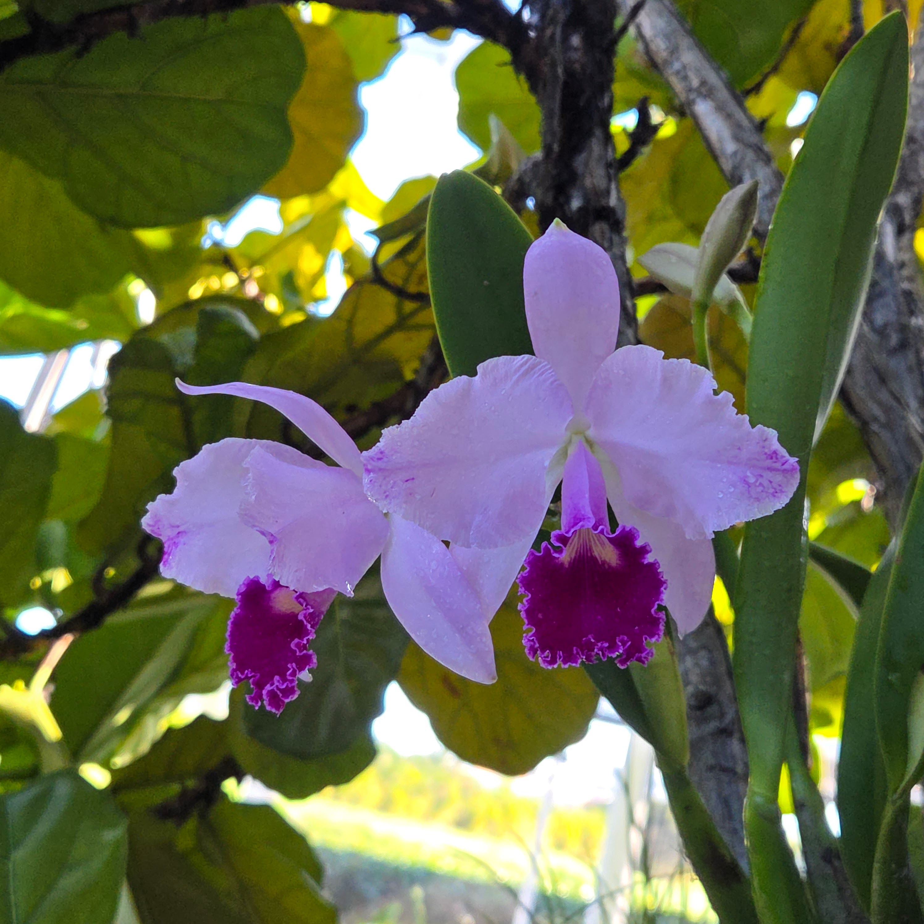 Cattleya trianae splash 'Gabriela' – Image 2