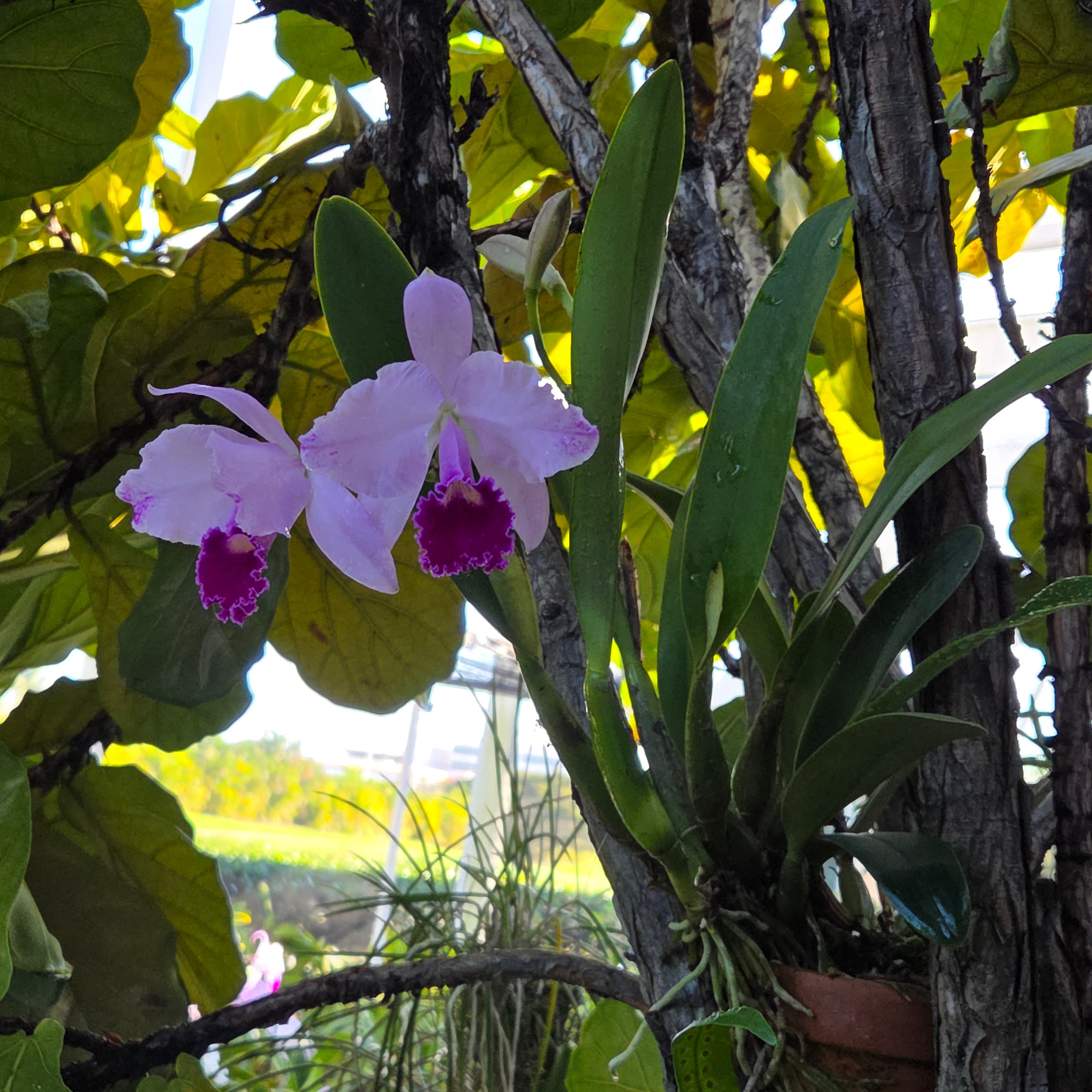 Cattleya trianae splash 'Gabriela' – Image 3