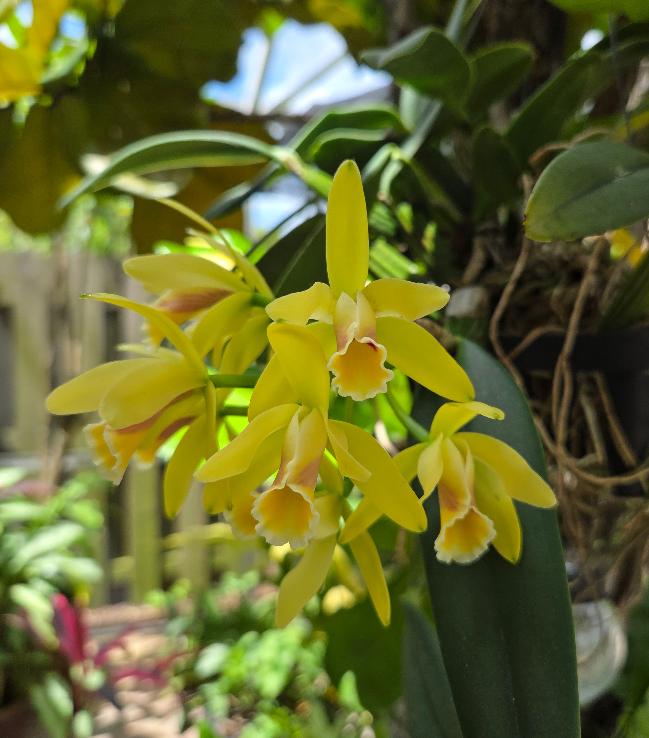 Cattleya luteola '4n' – Image 1