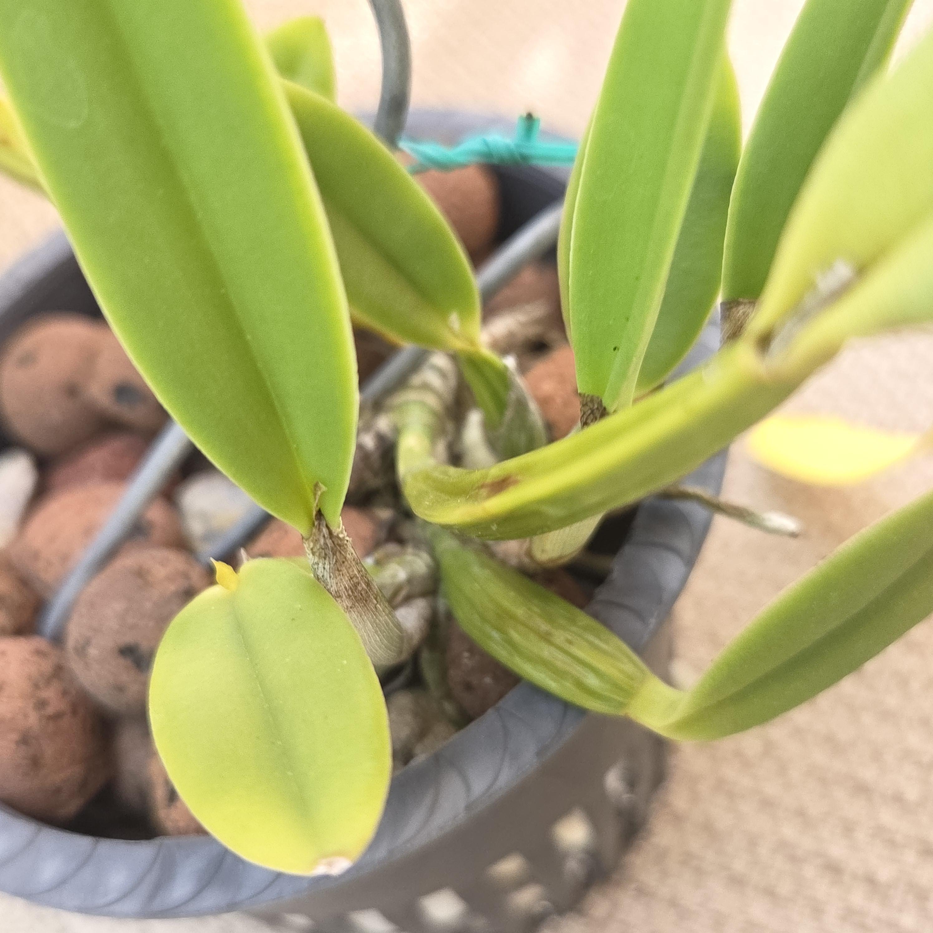 Cattleya luteola '4n' – Image 4