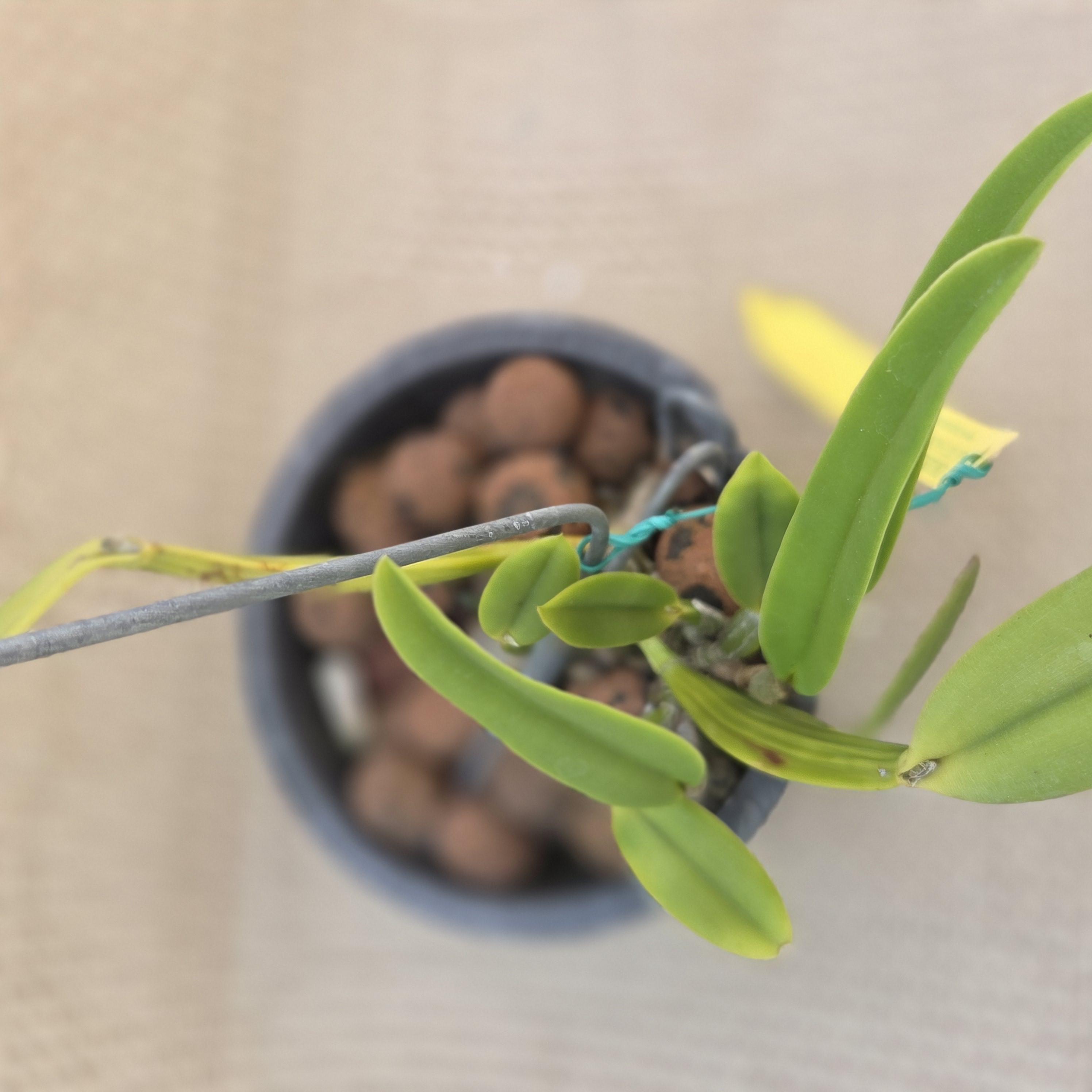 Cattleya luteola '4n' – Image 5