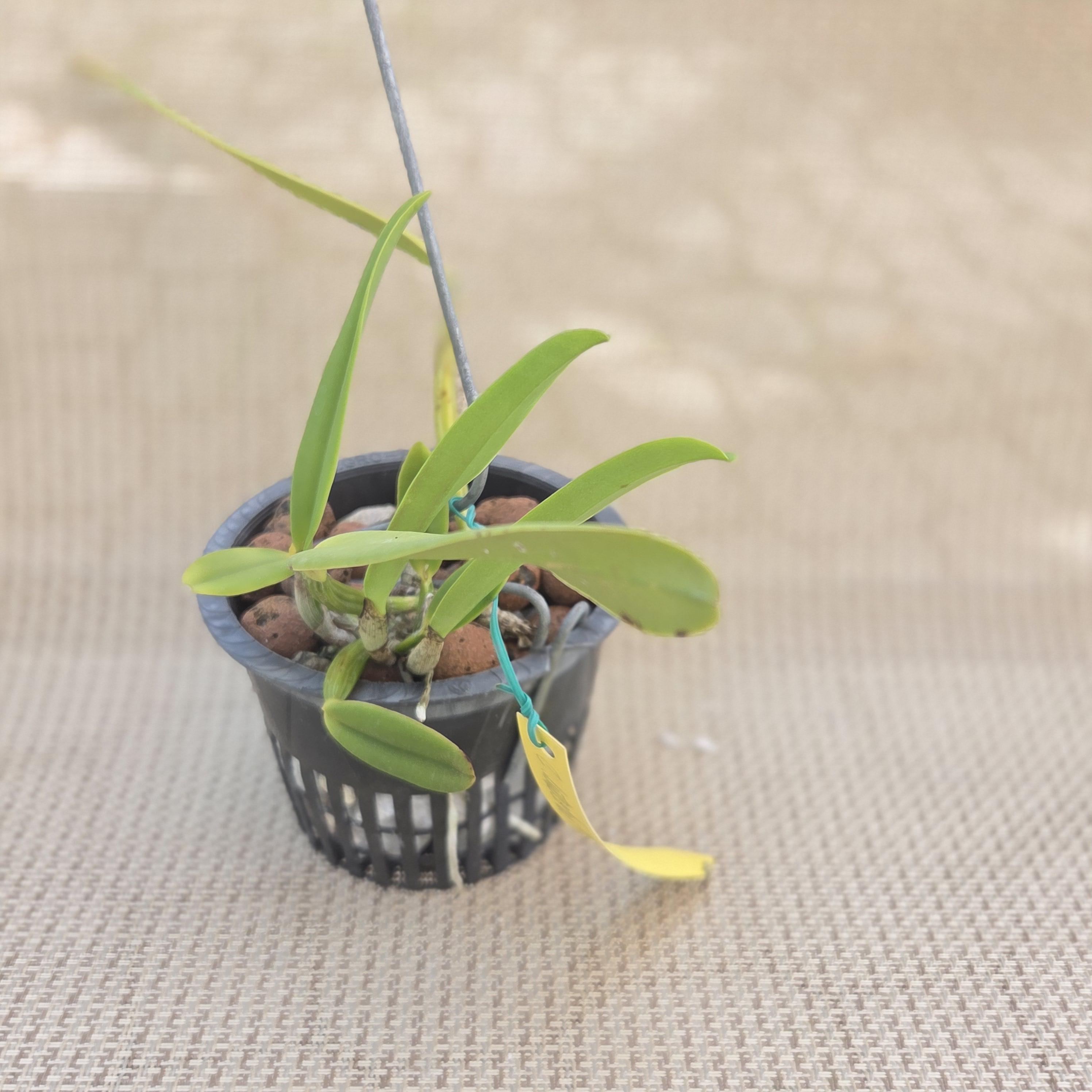 Cattleya luteola '4n' – Image 3