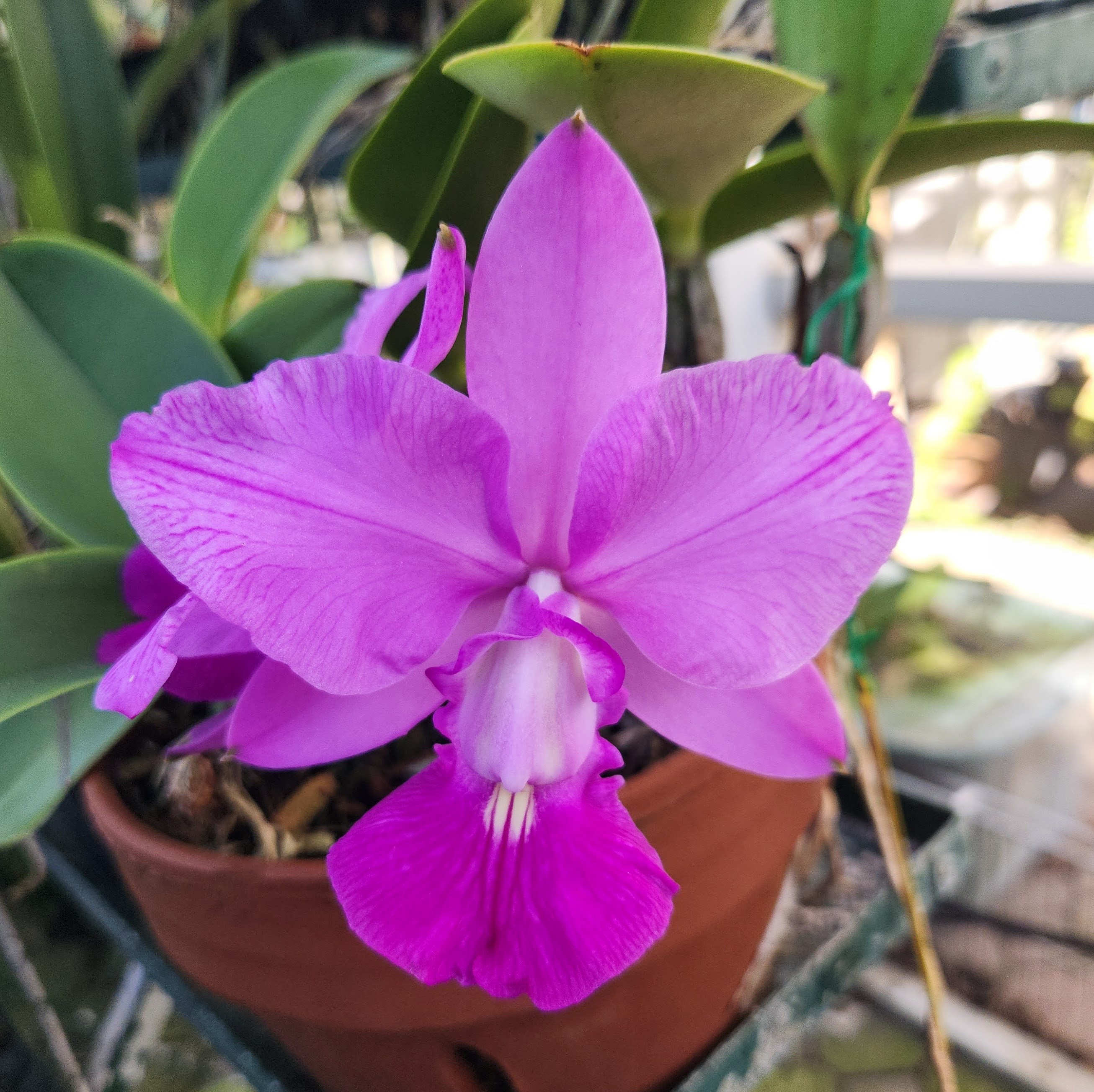 Cattleya walkeriana (4n) tipo x rubra – Image 1