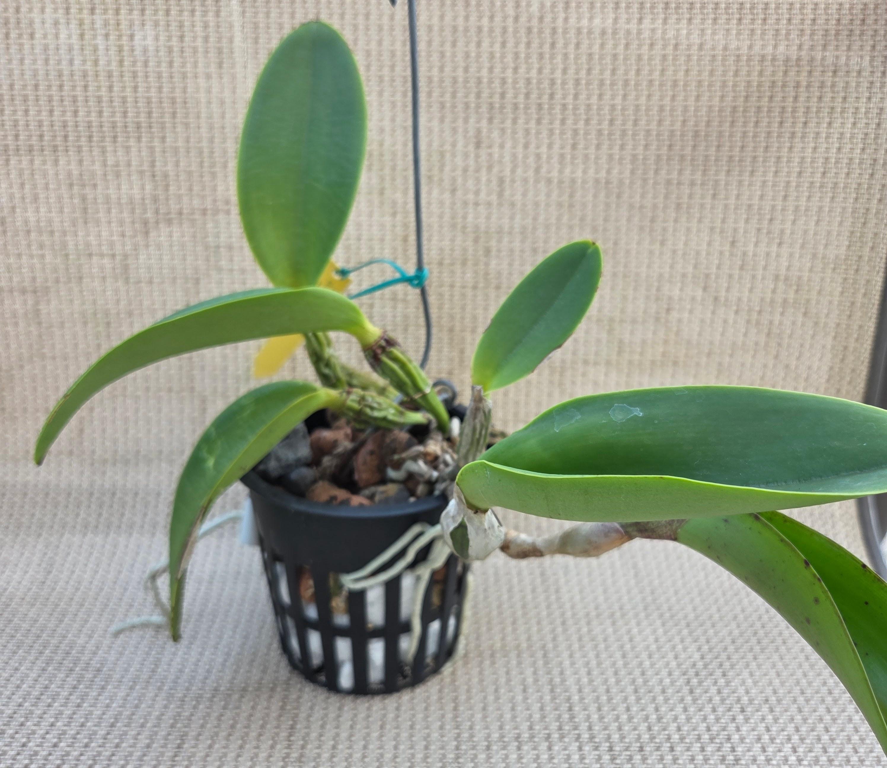 Cattleya walkeriana (4n) tipo x rubra – Image 2
