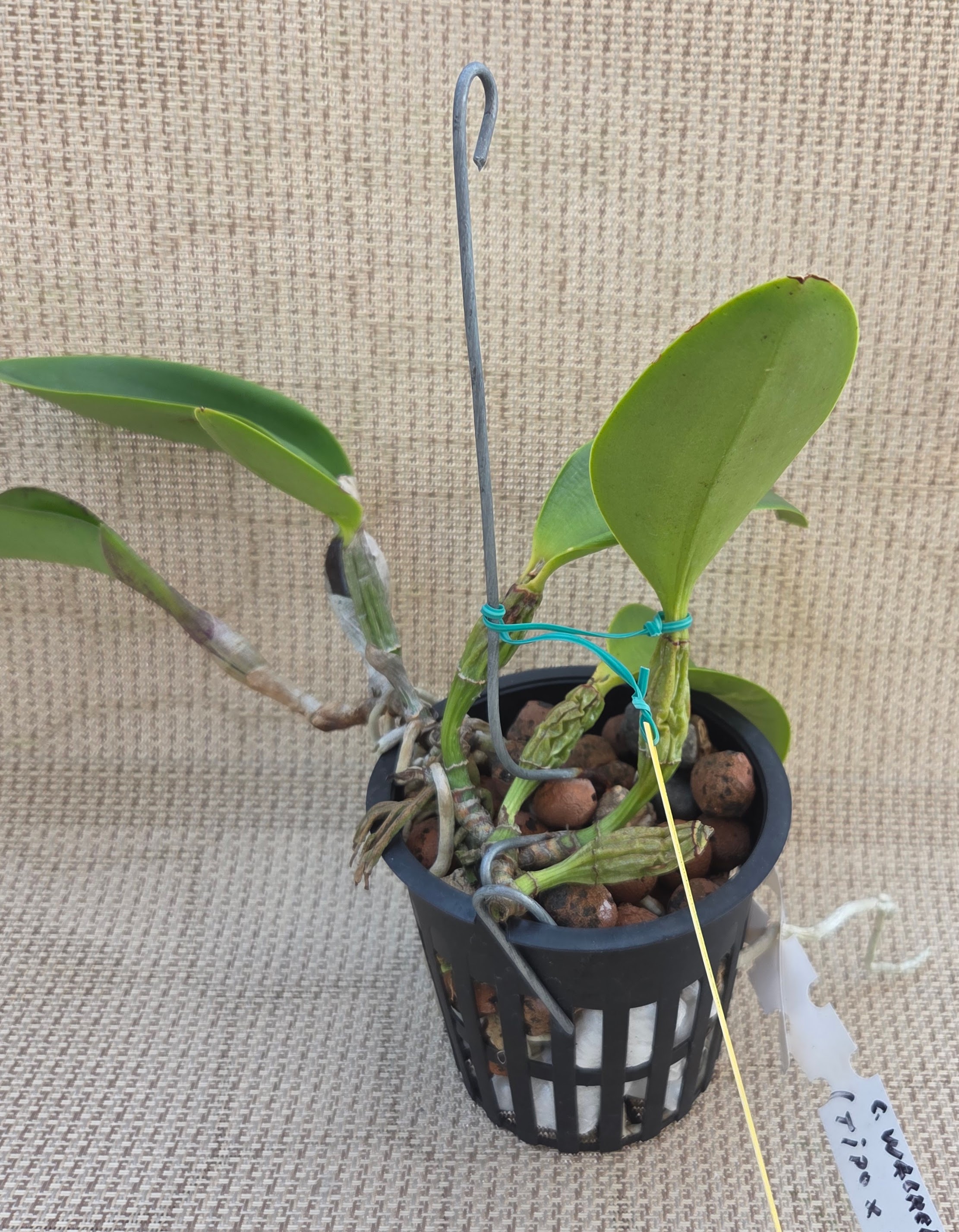 Cattleya walkeriana (4n) tipo x rubra – Image 3