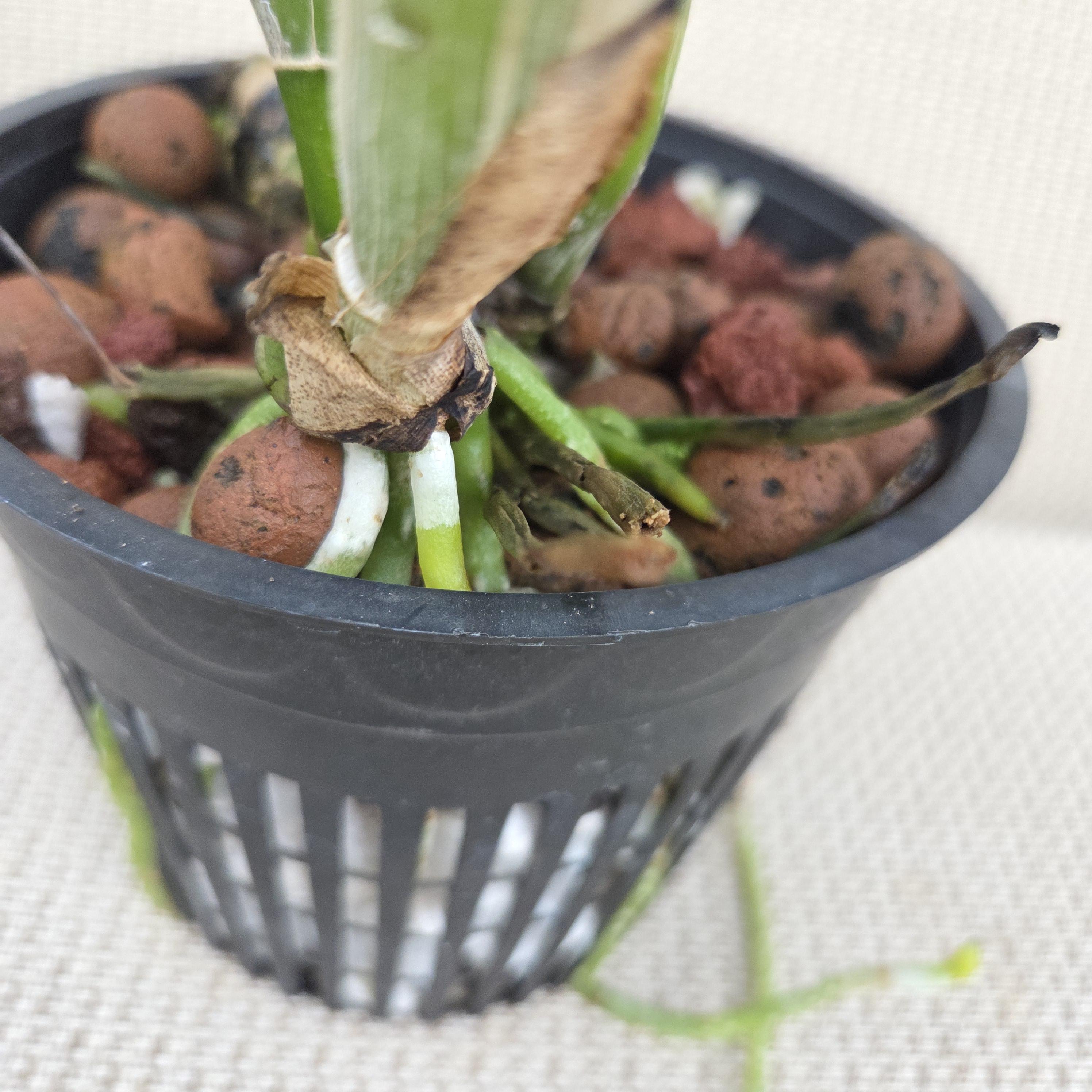 Cattleya trianae 'Maria' – Image 3