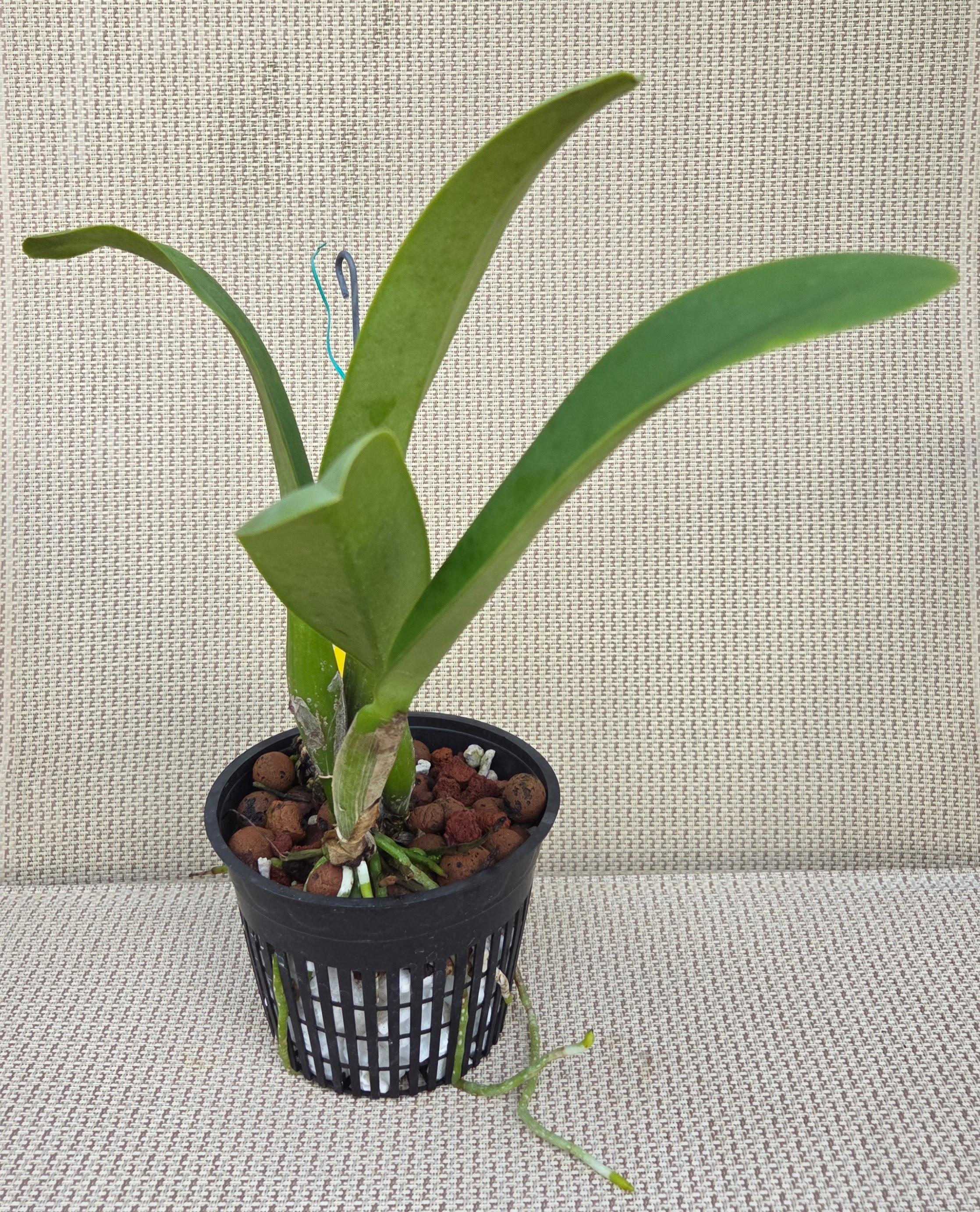 Cattleya trianae 'Maria' – Image 2