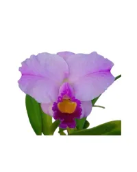 Cattleya trianae 'Maria' – Image 1