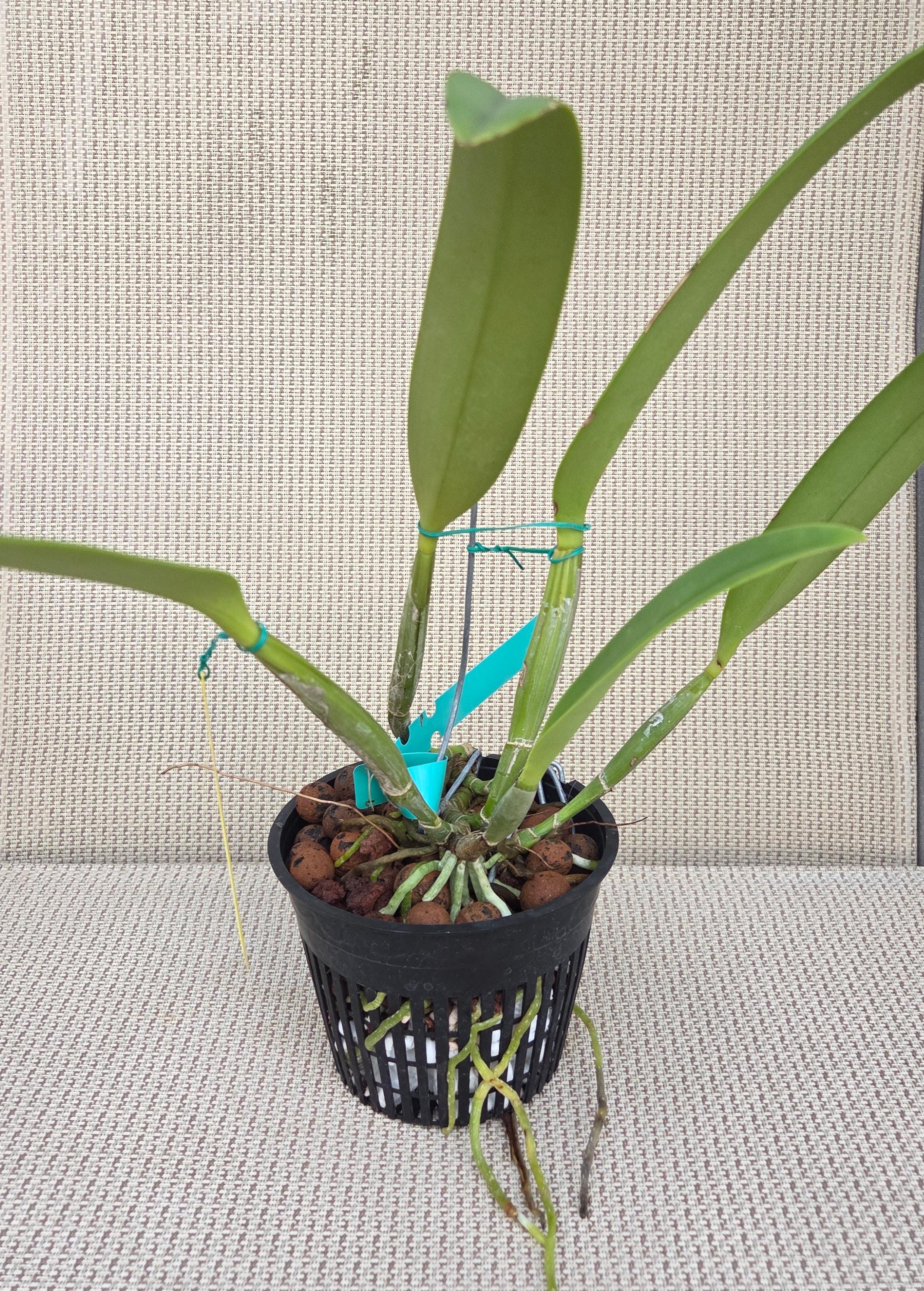 Cattleya lueddemanniana ('Mariauxi' x 'Fennell IX') – Image 2