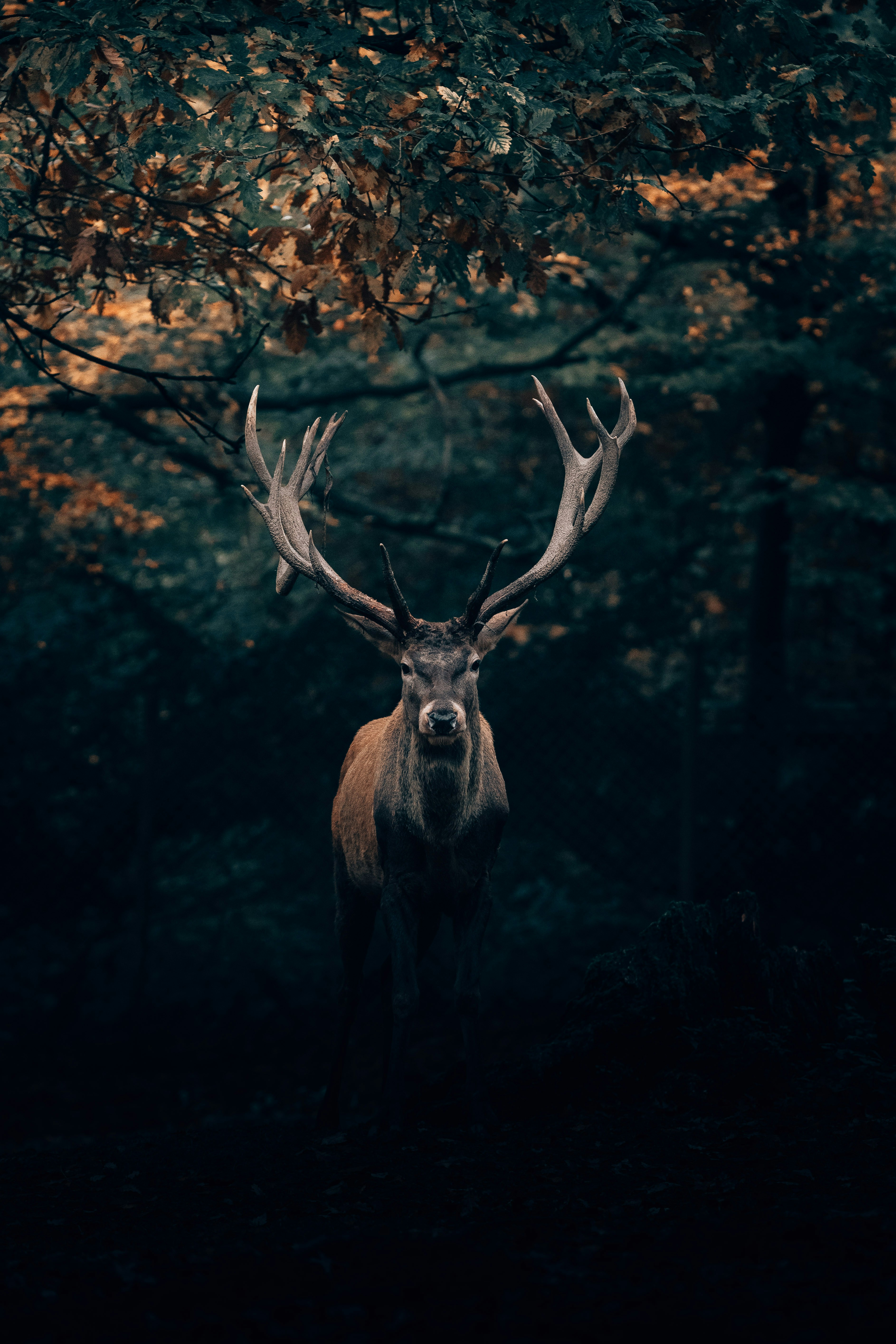 Visualisation guidée - Connecter avec son animal intérieur – Image 1