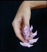 Pretty petals – Image 3