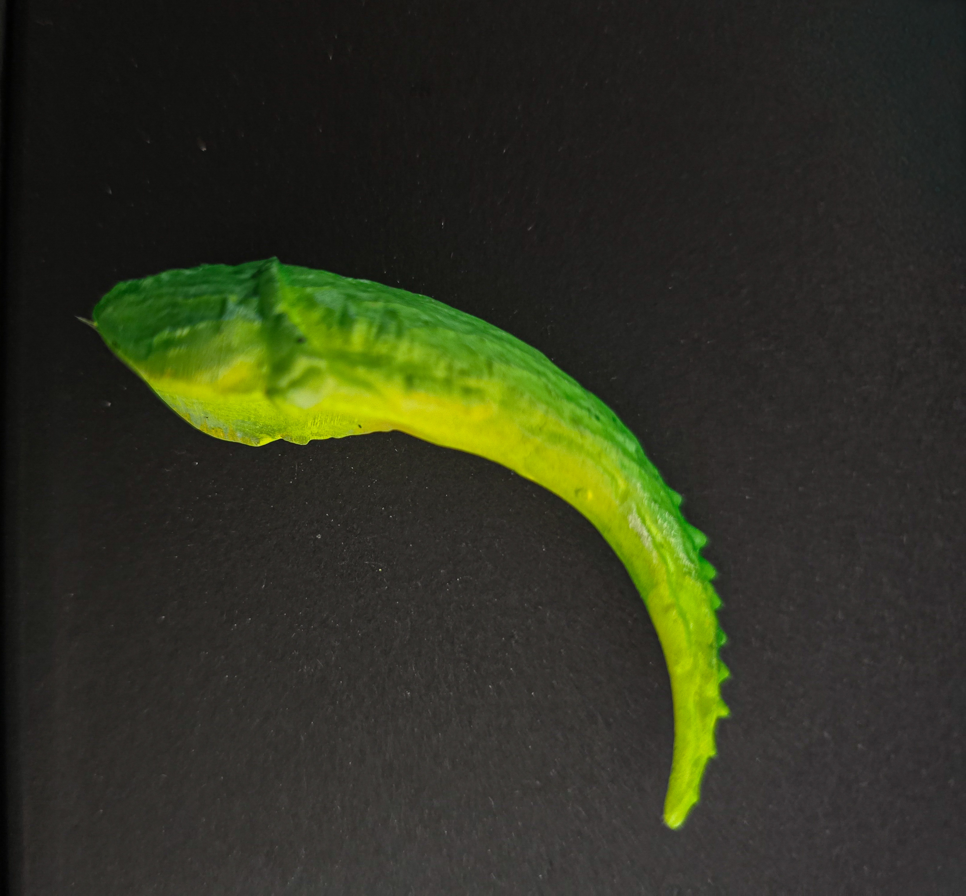 green dragon – Image 3