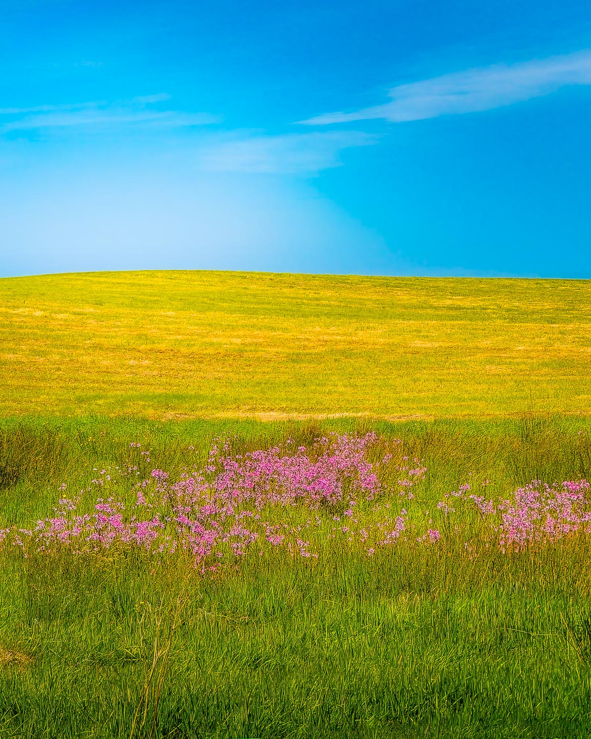 Golden Hill Bloom – Image 2