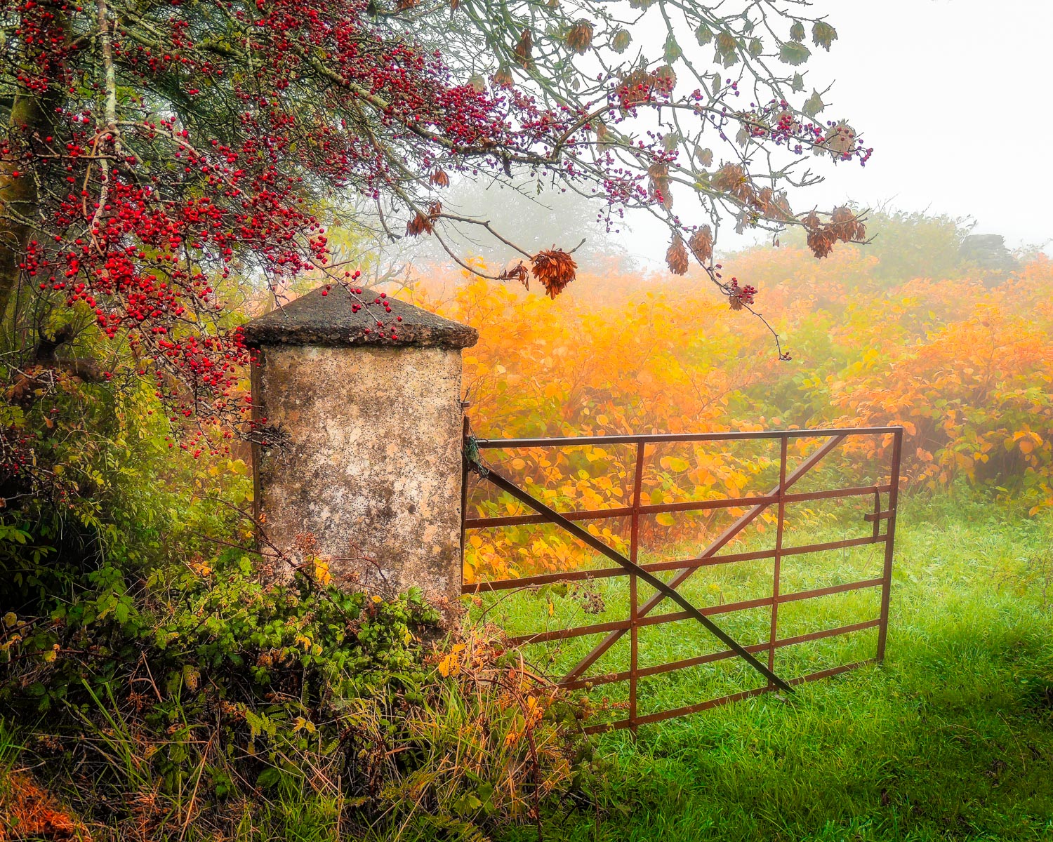 Gate to Misty Irish Autumn – Image 2