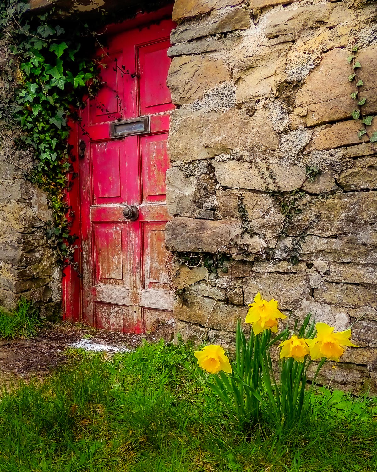 Irish Spring Cottage and Daffodils – Image 2