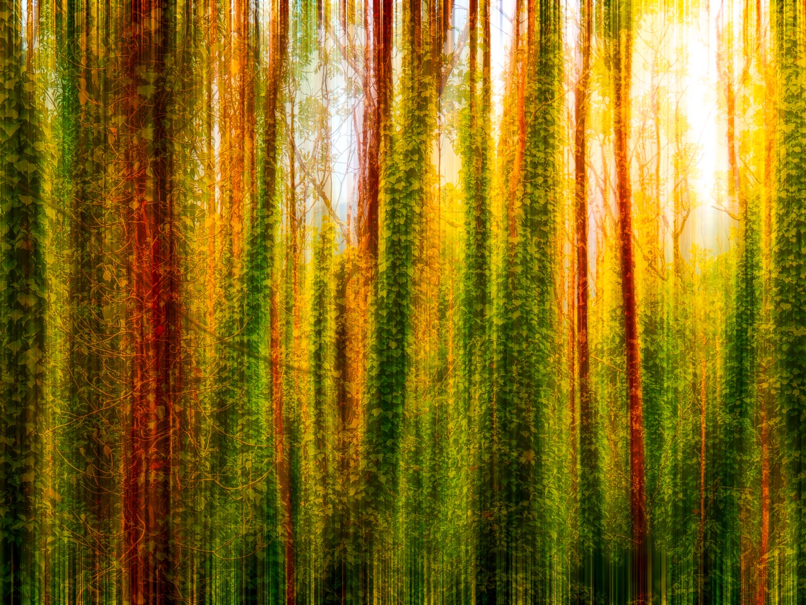 Impressionist Irish Woodland – Image 2