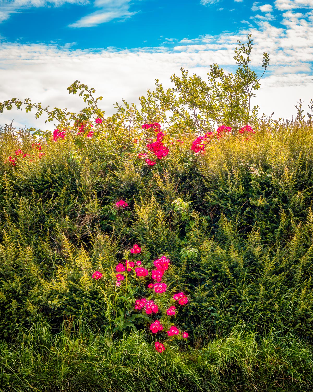 Nature's Summer Tapestry – Image 2