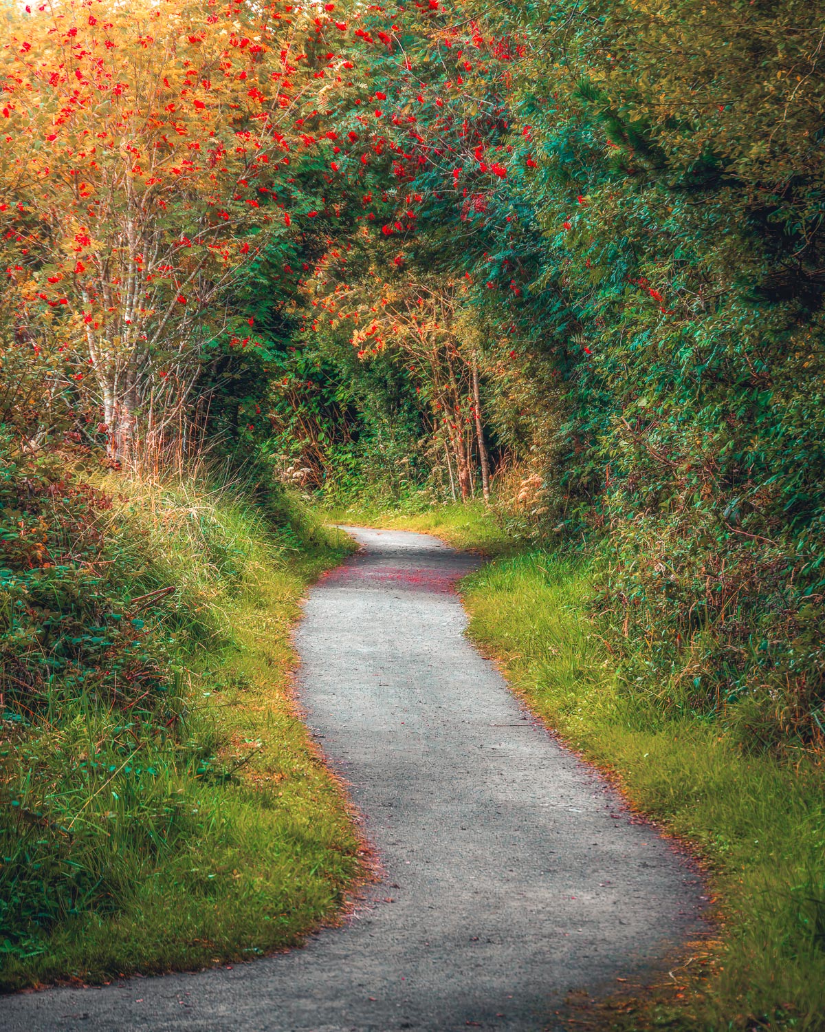 Path to Somewhere Beautiful โ Image 2