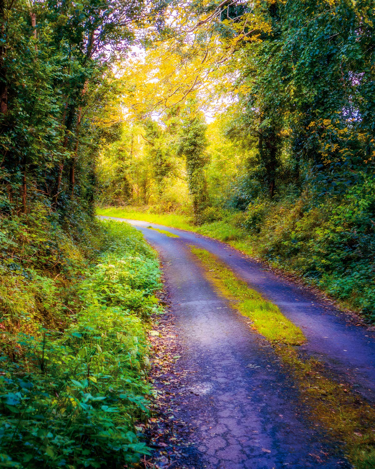 Peaceful County Clare Boreen  – Image 2