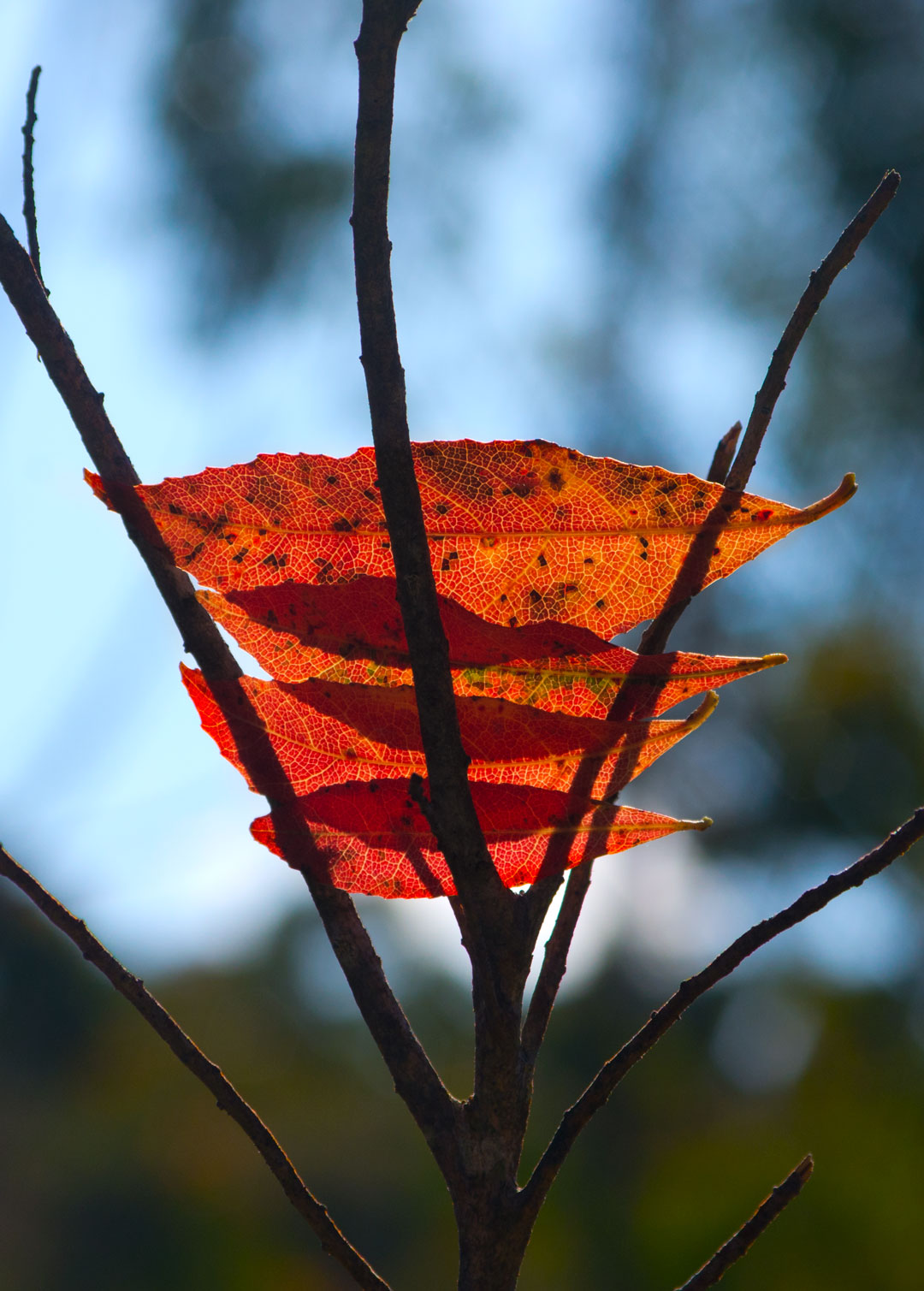 Ephemeral Wonderings & Wanderings – Image 2