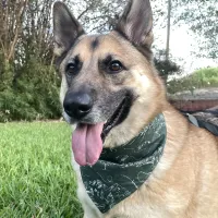 Lake Life Dog Bandana with Snaps – Image 1