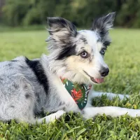 In the Tropics Dog Bandana with Snaps – Image 1