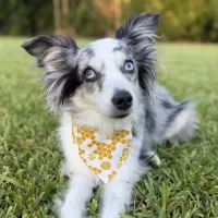 Honeycomb Dog Bandana With Snaps – Image 1