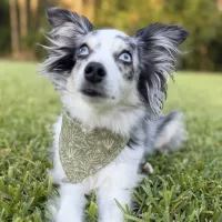 Nature Lover Dog Bandana With Snaps – Image 1