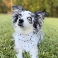Terrazzo Dog Bandana With Snaps – Image 1