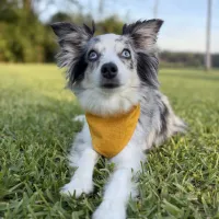 Sunshine Yellow  Dog Bandana With Snaps – Image 1