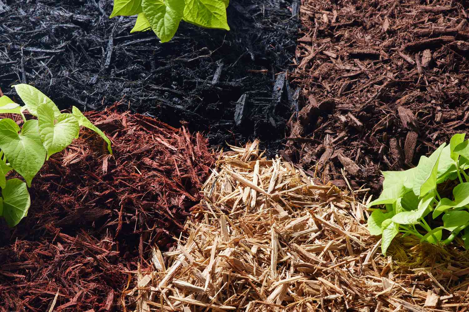 Mulch – Image 1