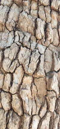 Mopane – Image 1