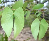 Mopane – Image 3
