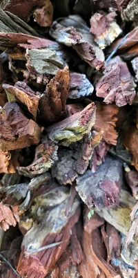 Mopane Fire Starters – Image 6