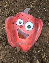 Pepper – Image 1
