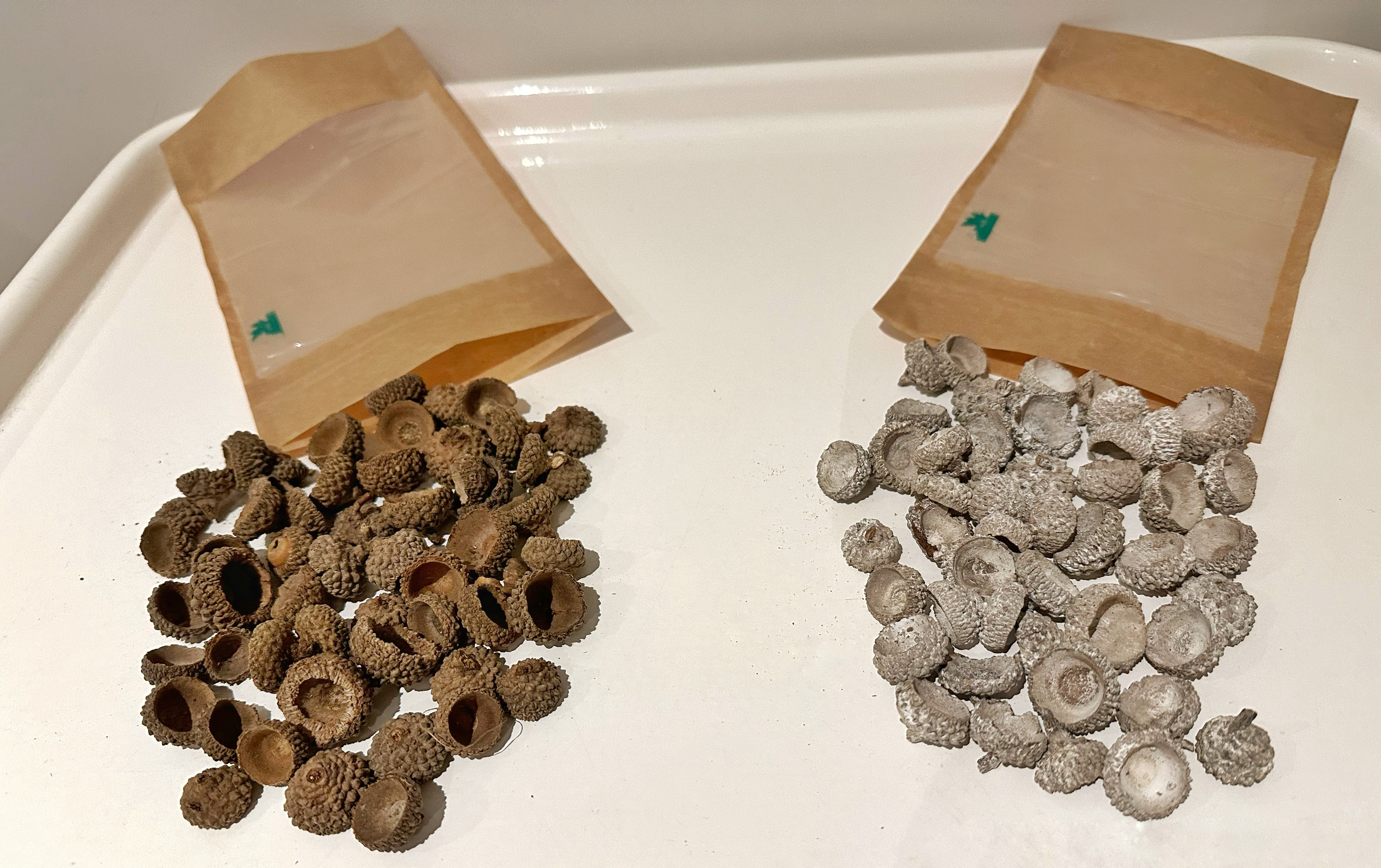 50g bag of acorn cups – Image 1