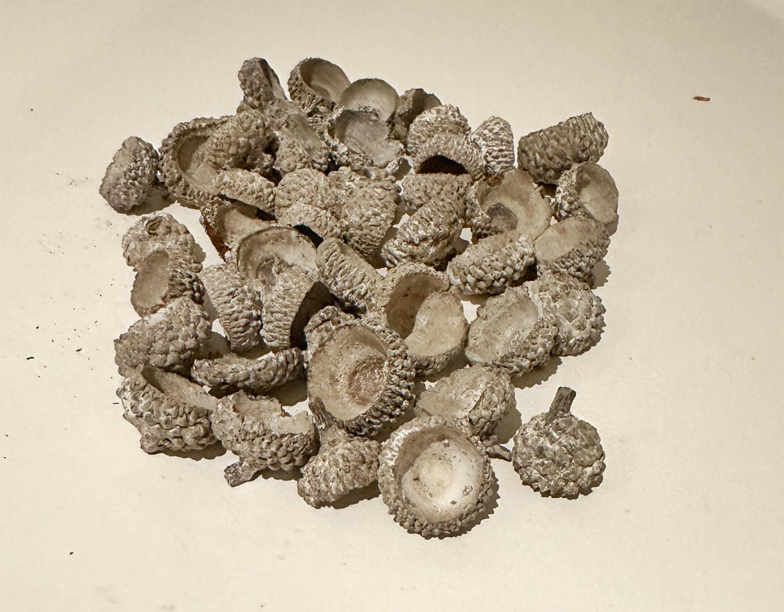 50g bag of acorn cups – grey