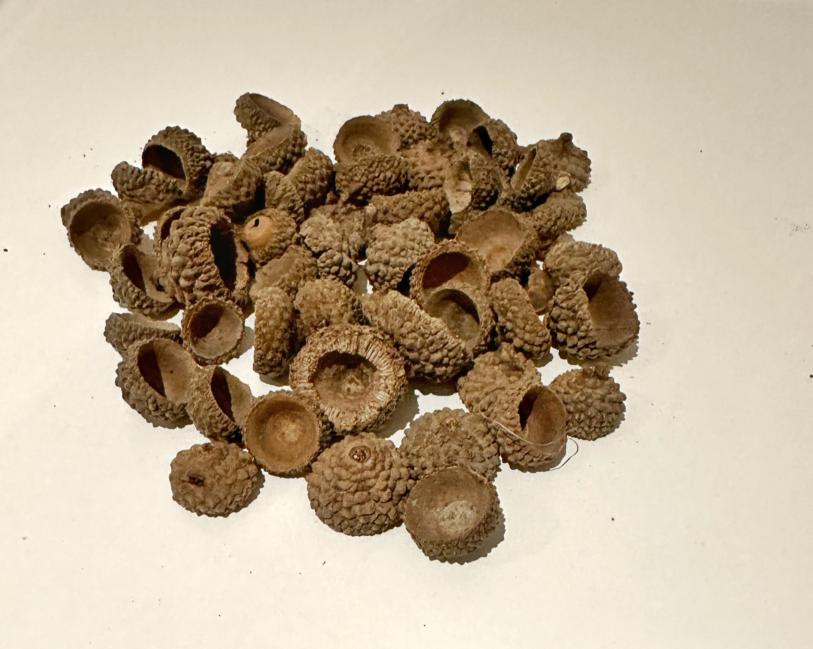 50g bag of acorn cups – brown
