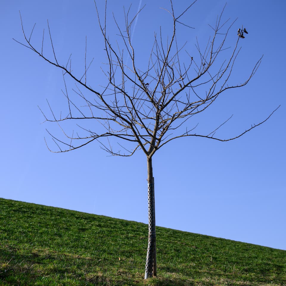 Apfelbaum - Schöner von Kent - Nr. 10 – Bild 1