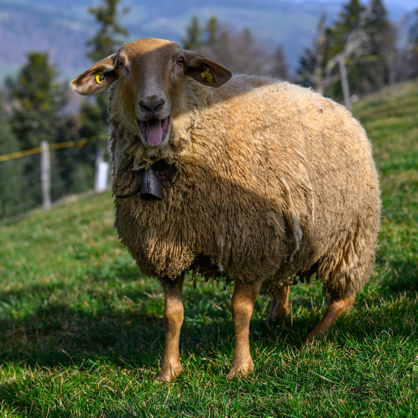 Schaf Lucy – Image 3