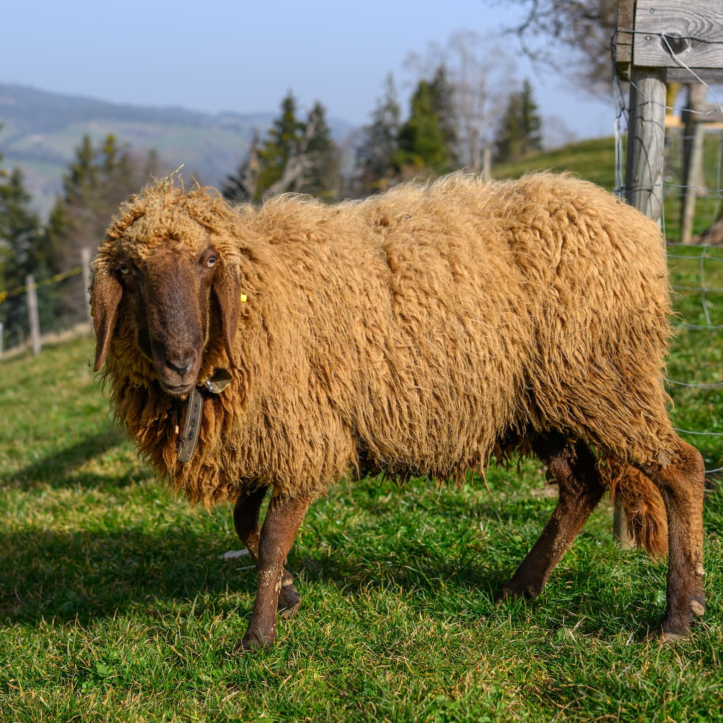 Schaf Lenia – Image 2