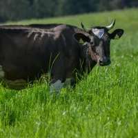 Kuh Olivia – Image 1
