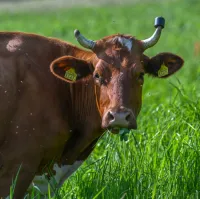 Kuh Lena – Image 1