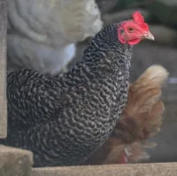 Huhn Gertrud – Image 1