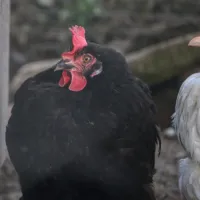 Huhn Miss Blacky – Image 1