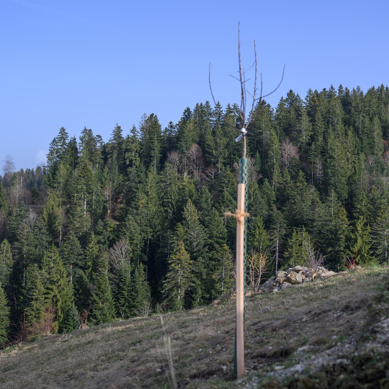 Apfelbaum Nr. 48 – Bild 2