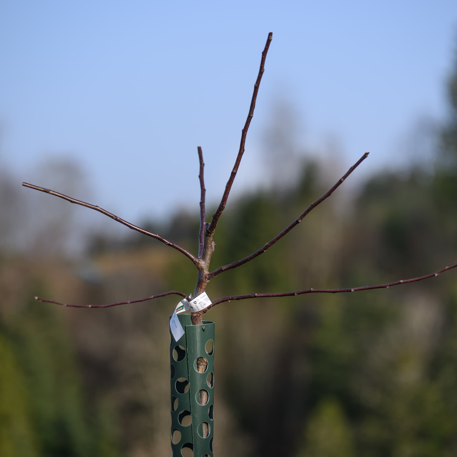 Apfelbaum Nr. 54 – Image 1